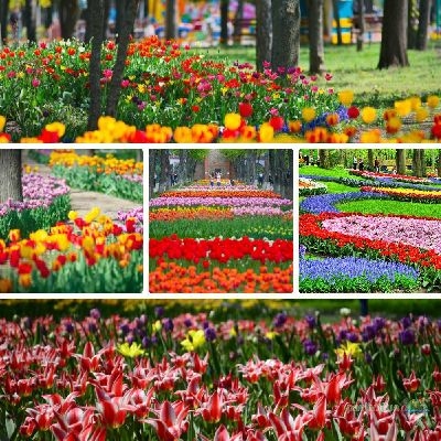 7 місць в Україні, які розквітають навесні.jpg