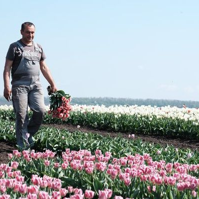 iftulips.jpg