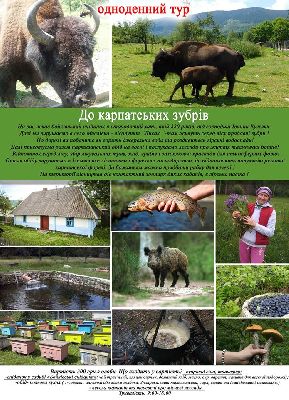 Одноденний тур до карпатських зубрів