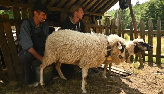 Дорога сирів: новий туристичний маршрут з’явився в українських Карпатах