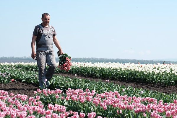 Під Івано-Франківськом розквітла долина тюльпанів. ВІДЕО. ФОТО